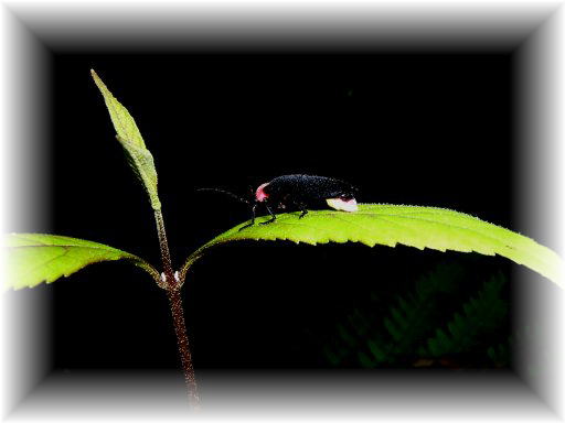 �Q���W�{�^��