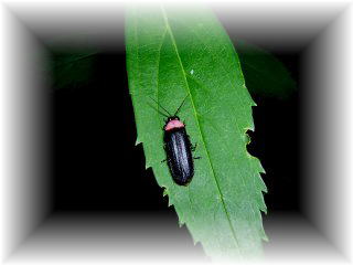 �Q���W�{�^��