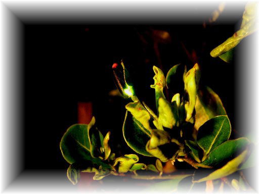 �Q���W�{�^��