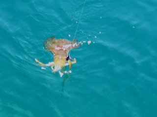 ����A�I���C�J