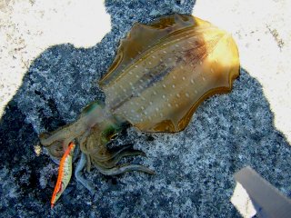 �P�D�Q�T�����A�I���C�J