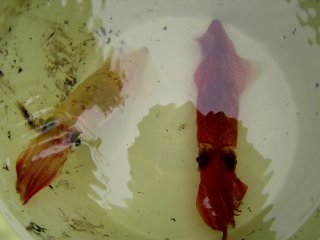 �}���C�J�i�A�J�C�J�j