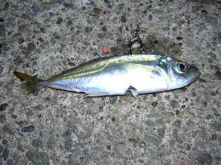 ������ꖂ�ꂽ