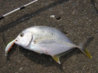 ���E�j�����b�L