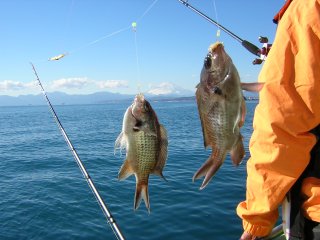 �X�Y���_�C