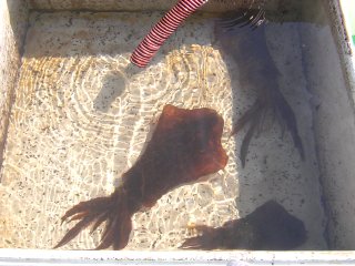 �A�I���C�J�P�D�U����