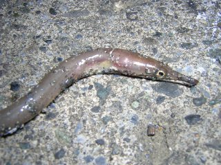 �_�C�i���E�~�w�r