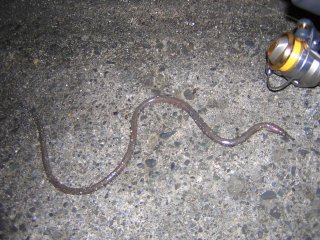 �_�C�i���E�~�w�r