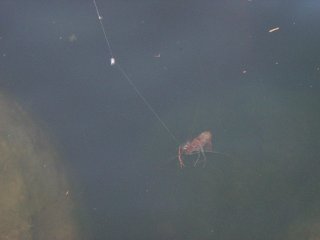 �e�i�K�G�r