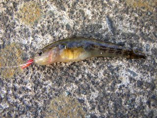 ���V�m�{��