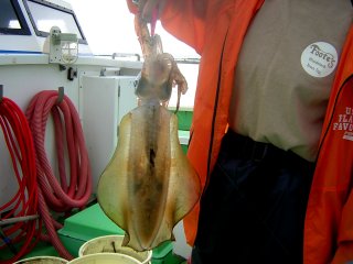 �A�I���C�J