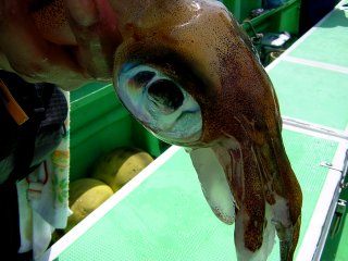 �A�I���C�J