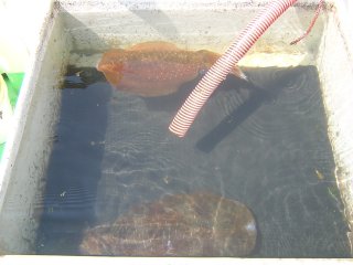 �A�I���C�J