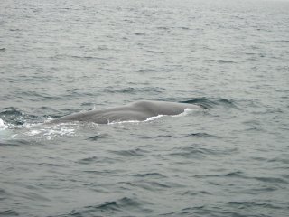 �}�b�R�E�N�W��