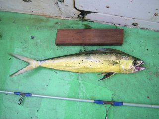 �y���y����