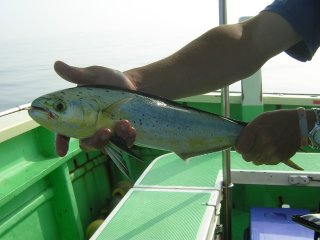 �y���y��