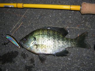 �u���[�M��