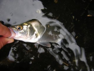 �q���Z�C�S