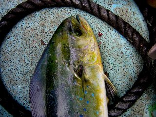 �y���y��