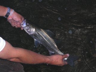 �����[�X