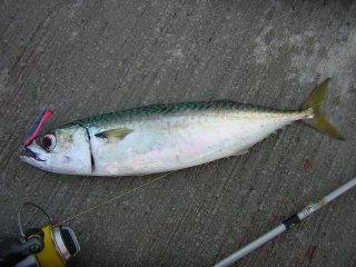 �}�b�J����