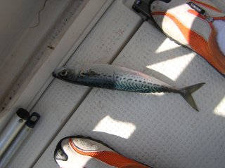 �}�b�J�����i�S�j