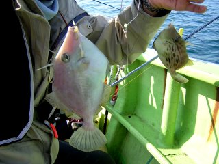 �J���n�M���