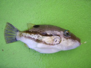 �L�^�}�N��