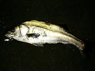 1999�N12��30���X�Y�L