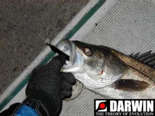 �_�[�E�B���P