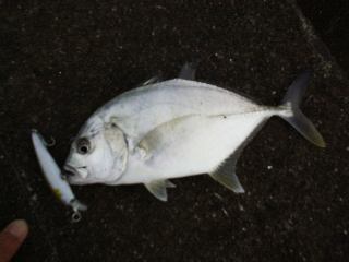 ���ރ��b�L�P