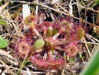 成東・東金食虫草群落