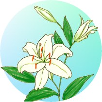 �J�T�u�����J