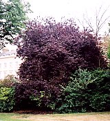 Copper Beech