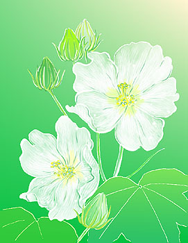 芙蓉