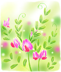 �J���X�m�G���h�E