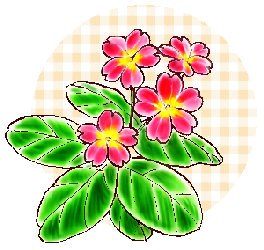 プリムラ