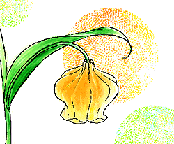 �T���_�[�\�j�A